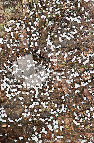 Image of Mushrooms