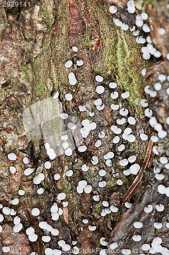 Image of Mushrooms