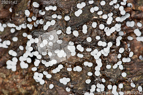 Image of Mushrooms