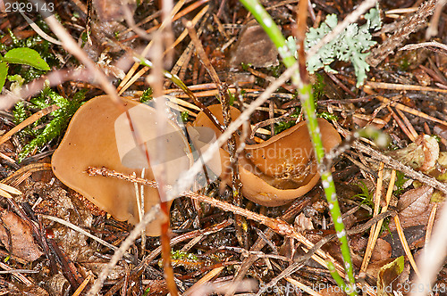 Image of Mushrooms