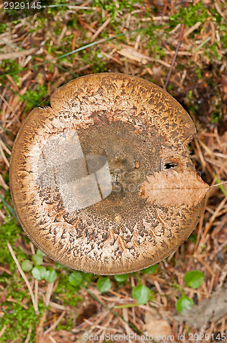 Image of Mushroom