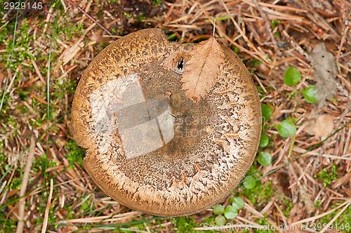 Image of Mushroom