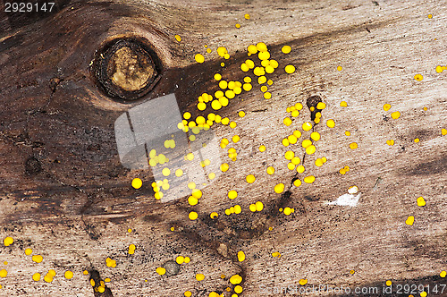 Image of Mushrooms