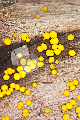 Image of Mushrooms