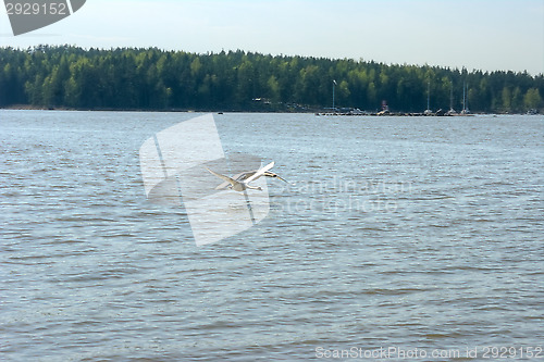 Image of Swans