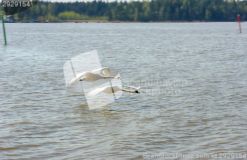 Image of Swans