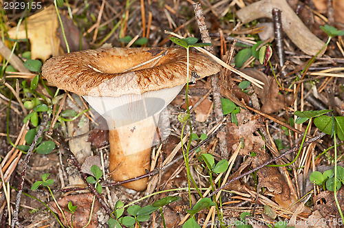 Image of Mushroom