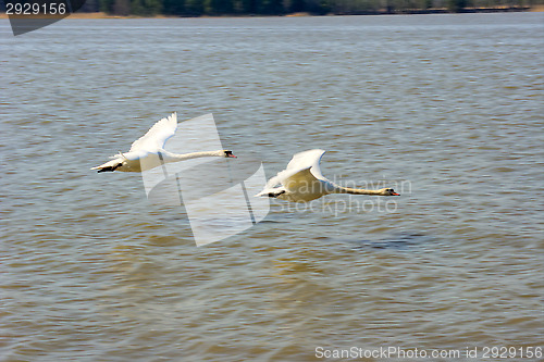 Image of Swans