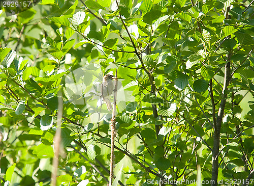 Image of Little bird