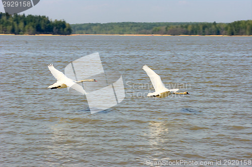 Image of Swans