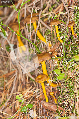 Image of Cantharellus 