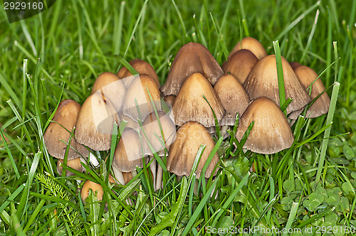 Image of Mushrooms