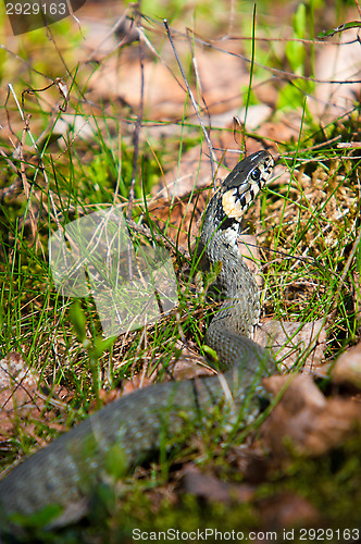 Image of Natrix natrix