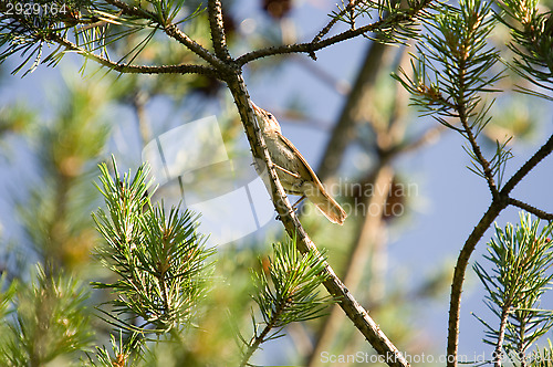 Image of Little bird