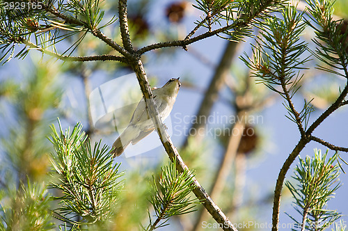 Image of Little bird