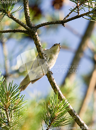 Image of Little bird