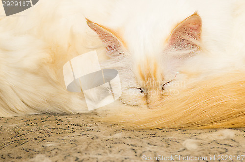 Image of Birman