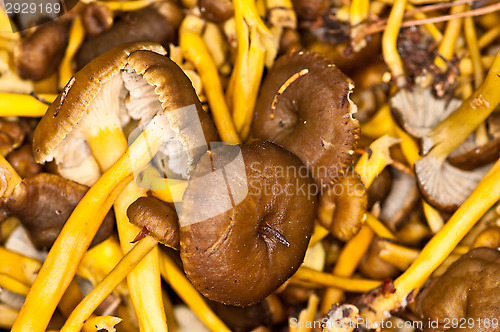 Image of Cantharellus lutescens