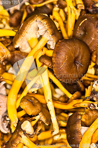 Image of Cantharellus lutescens