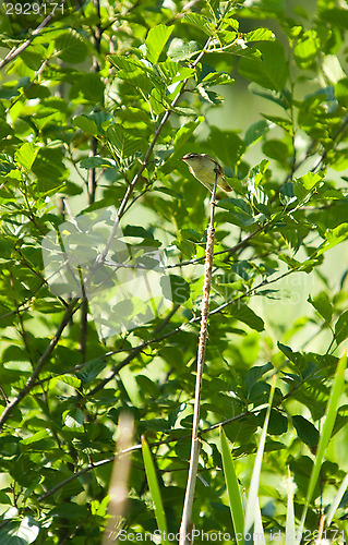 Image of Little bird