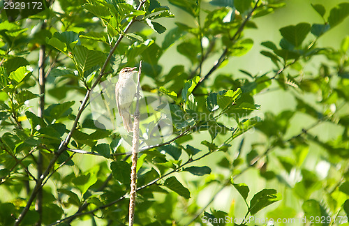 Image of Little bird