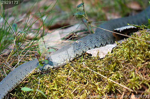 Image of Adder