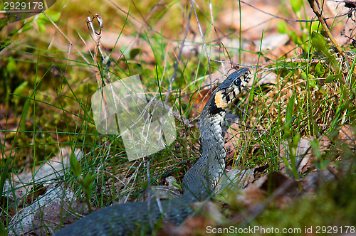 Image of Adder