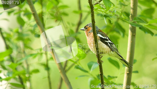 Image of Fringilla coelebs