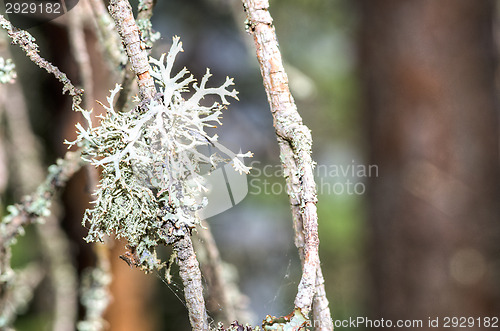 Image of Lichen