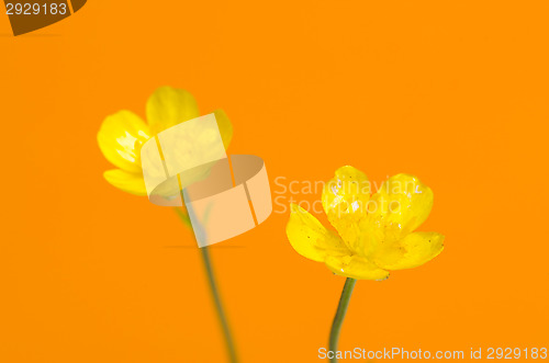 Image of Flowers