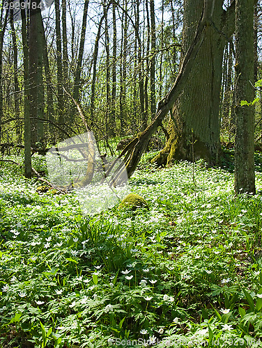 Image of Spring