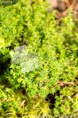 Image of Moss