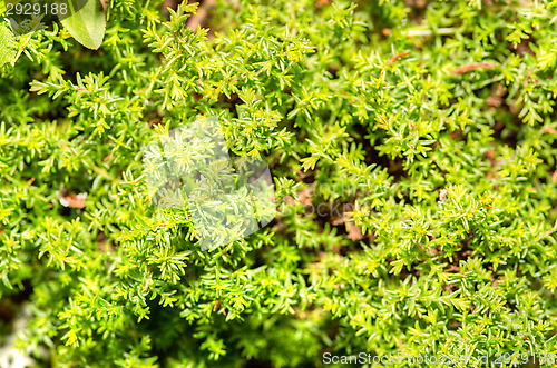 Image of Moss