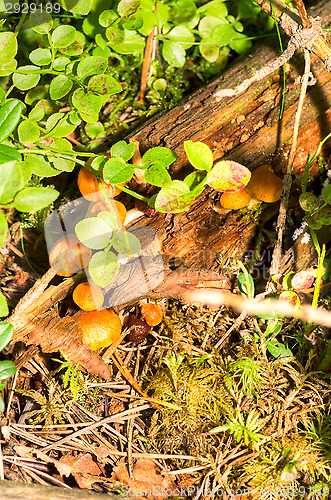 Image of Mushrooms