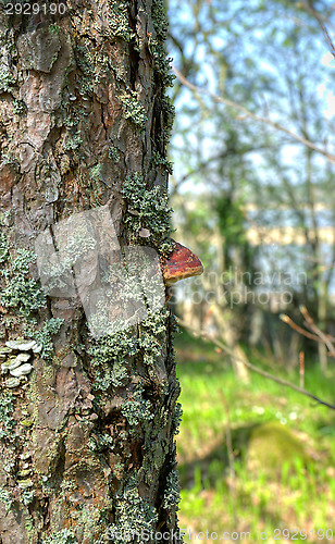 Image of Polypore