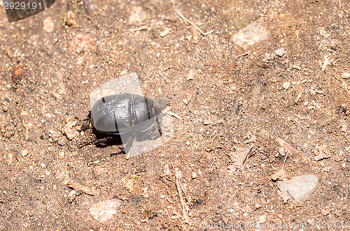 Image of Beetle