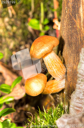 Image of Mushrooms