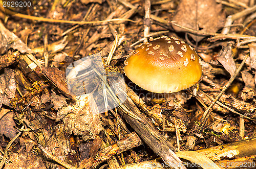 Image of Fly agaric