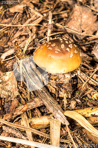 Image of Mushroom