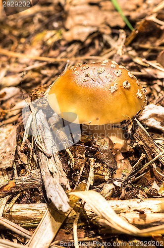 Image of Fly agaric