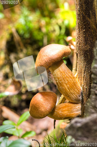 Image of Mushrooms