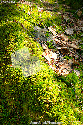 Image of Moss