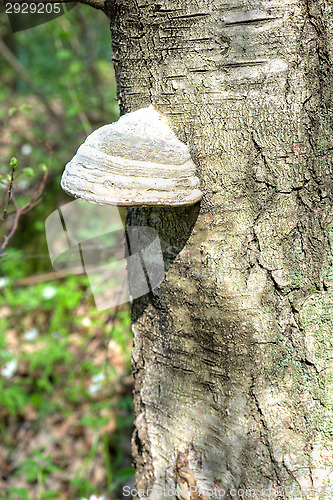 Image of Polypore