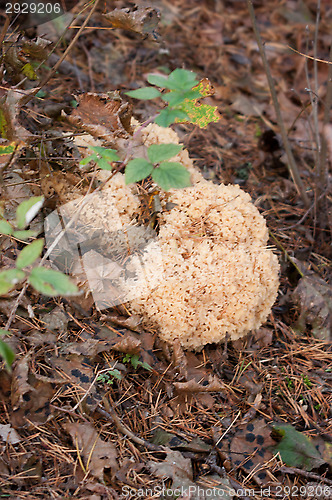 Image of Sparassis crispa