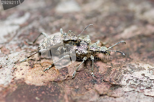 Image of Mating