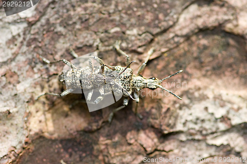 Image of Mating