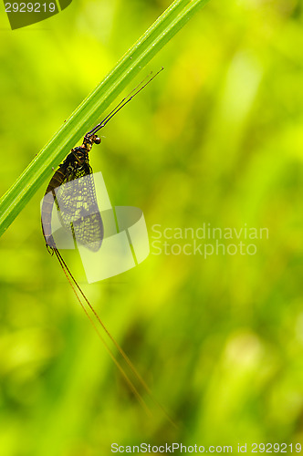 Image of Dragonfly