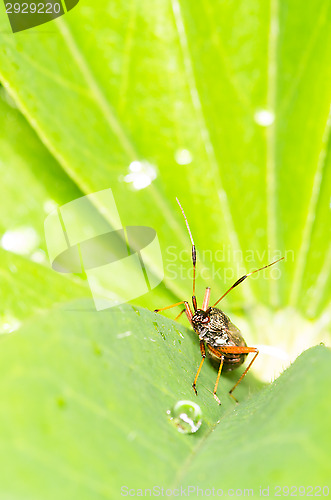 Image of Beetle