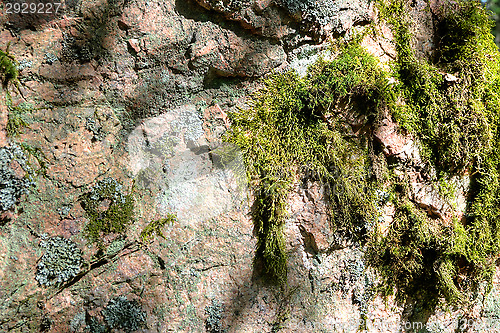 Image of Rock