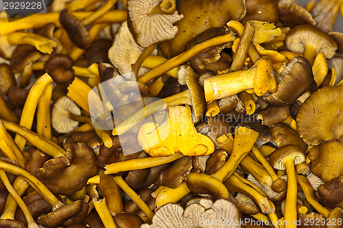 Image of Cantharellus lutescens